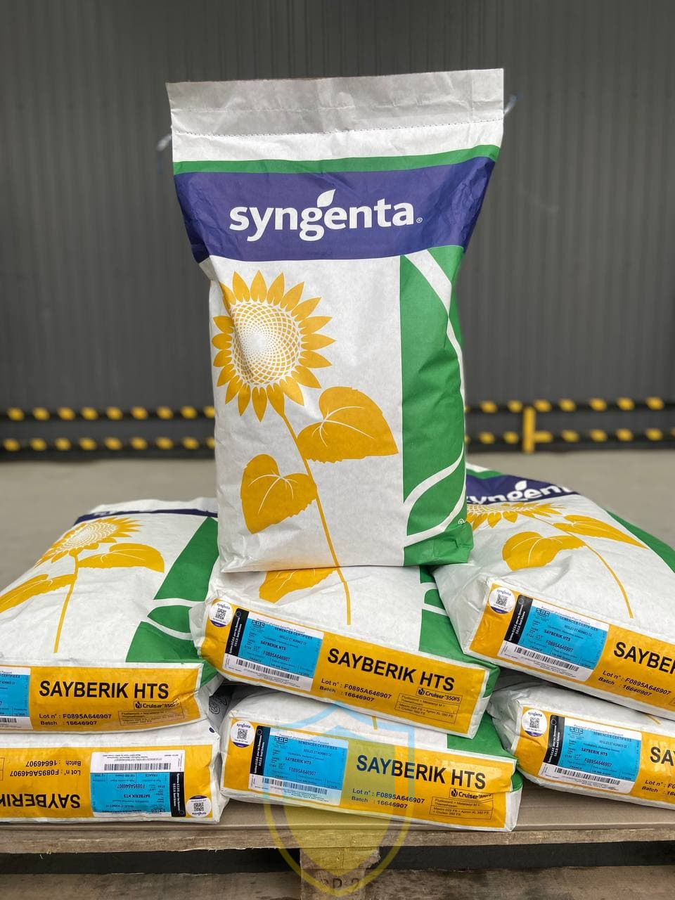 Сайберик HTS Syngenta (под Гранстар), семена подсолнечника Sayberic HTS Сингента